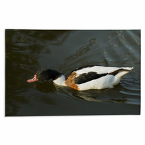 Duck In Water – Stock Image. Rugs 67410007