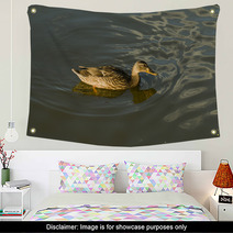 Duck In Water – Stock Image. Wall Art 67409993
