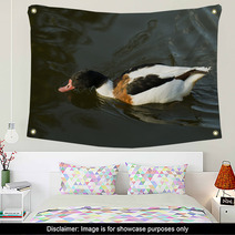 Duck In Water – Stock Image. Wall Art 67410007