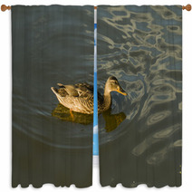 Duck In Water – Stock Image. Window Curtains 67409993