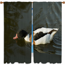 Duck In Water – Stock Image. Window Curtains 67410007
