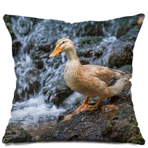Duck Pillows 100986116