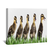 Ducklings Wall Art 79961121