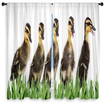 Ducklings Window Curtains 79961121