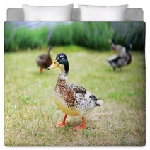 Ducks In A Grass Bedding 100472292