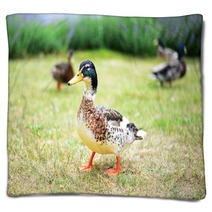 Ducks In A Grass Blankets 100472292