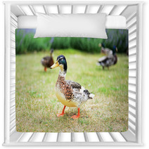 Ducks In A Grass Nursery Decor 100472292