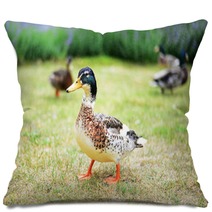 Ducks In A Grass Pillows 100472292