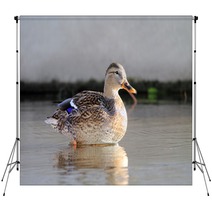 ducks in water Backdrops 95021757