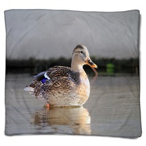 ducks in water Blankets 95021757
