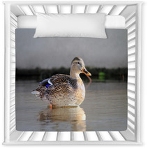 ducks in water Nursery Decor 95021757