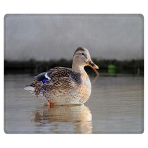ducks in water Rugs 95021757