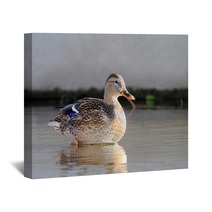 ducks in water Wall Art 95021757
