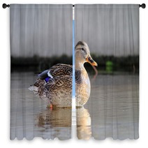 ducks in water Window Curtains 95021757