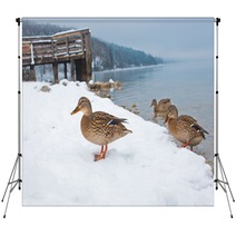 Ducks On The Snow Backdrops 99661024