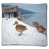 Ducks On The Snow Blankets 99661024