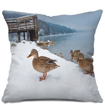Ducks On The Snow Pillows 99661024