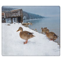 Ducks On The Snow Rugs 99661024