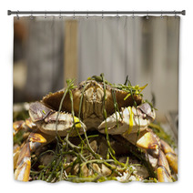 Dungeness Crab From Local Fisherman Market Bath Decor 99913714