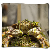 Dungeness Crab From Local Fisherman Market Blankets 99913714