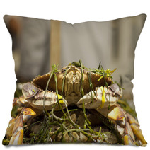 Dungeness Crab From Local Fisherman Market Pillows 99913714