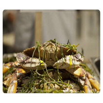 Dungeness Crab From Local Fisherman Market Rugs 99913714
