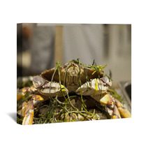 Dungeness Crab From Local Fisherman Market Wall Art 99913714
