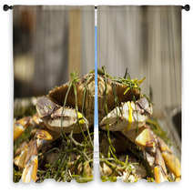 Dungeness Crab From Local Fisherman Market Window Curtains 99913714