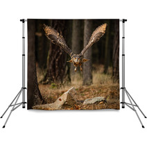 Eagle Owl Swoops In Low Hunting Backdrops 123999801
