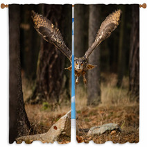 Eagle Owl Swoops In Low Hunting Window Curtains 123999801
