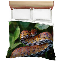 Eastern Corn Snake Bedding 22595224