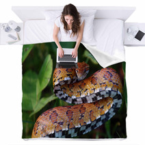 Eastern Corn Snake Blankets 22595224