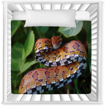 Eastern Corn Snake Nursery Decor 22595224