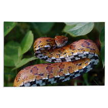 Eastern Corn Snake Rugs 22595224