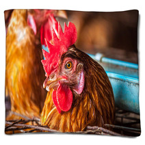 Eggs Chickens In The Local Farm Blankets 98577200