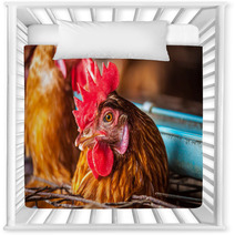 Eggs Chickens In The Local Farm Nursery Decor 98577200