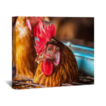 Eggs Chickens In The Local Farm Wall Art 98577200