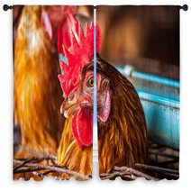 Eggs Chickens In The Local Farm Window Curtains 98577200