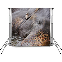 Elephant Backdrops 55882868