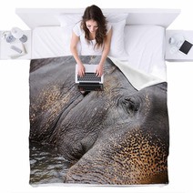 Elephant Blankets 55882868