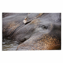 Elephant Rugs 55882868