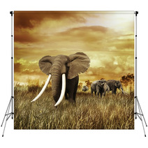 Elephants At Sunset Backdrops 58462231
