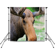 Elk Backdrops 56825144