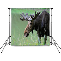 Elk Backdrops 56825159