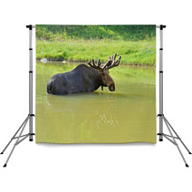 Elk Backdrops 56825165