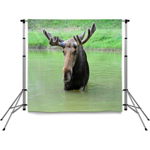 Elk Backdrops 56825177