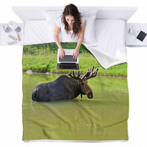Elk Blankets 56825165