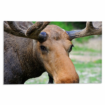 Elk Rugs 56825144