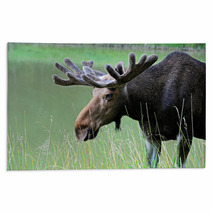 Elk Rugs 56825159
