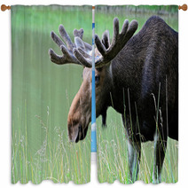 Elk Window Curtains 56825159